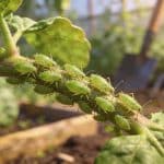 Pucerons au jardin, la solution à 0€ qui remplace les insecticides à 12€ du commerce