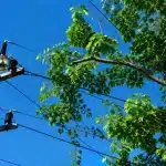 Branche d'arbre surcharge touchant fils electriques tension haute