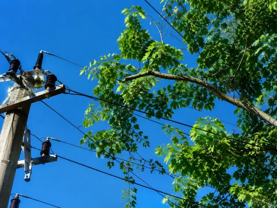 Branche d'arbre surcharge touchant fils electriques tension haute