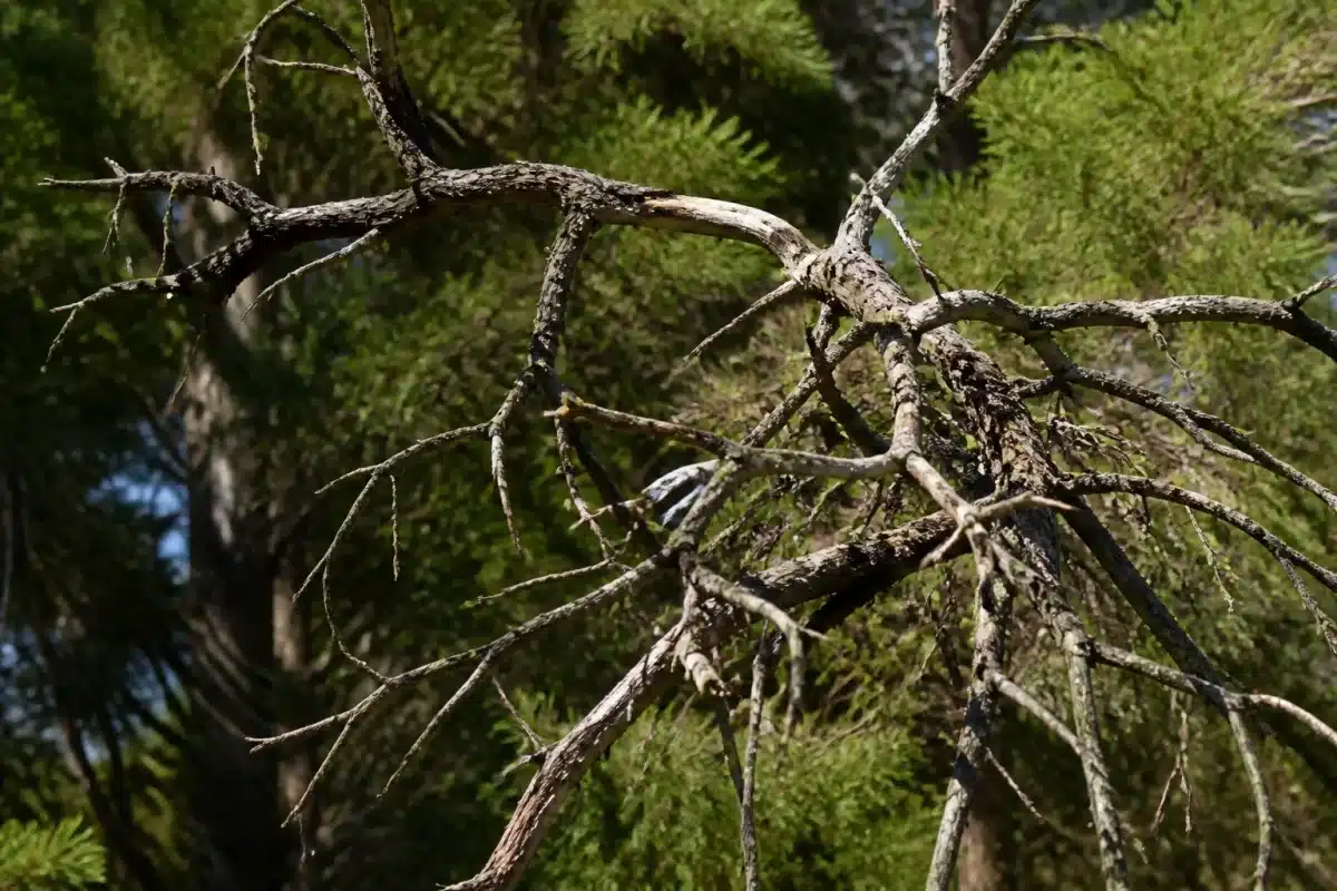 Branches mortes pendant d'arbre non entretenu négligé