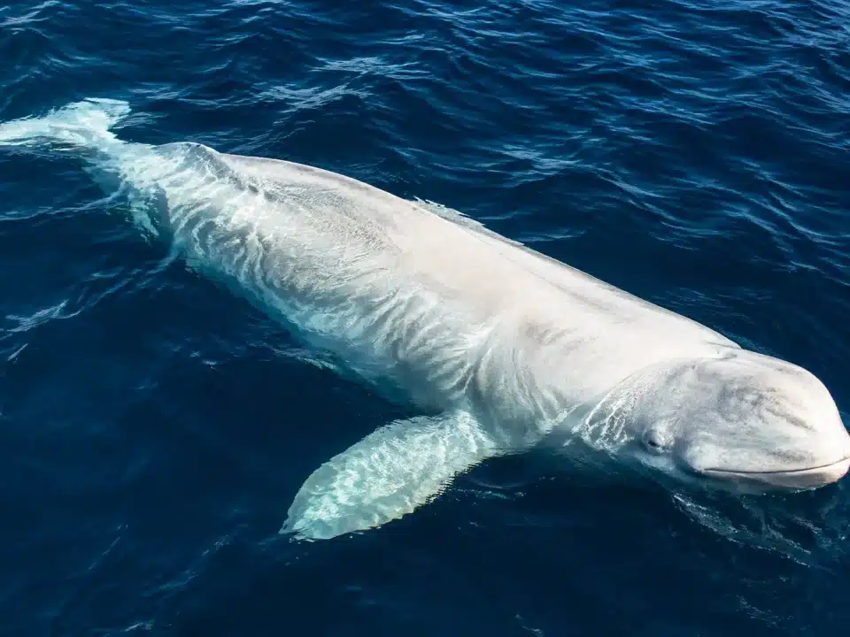 Baleine blanche massive naviguant seule dans l'océan Atlantique