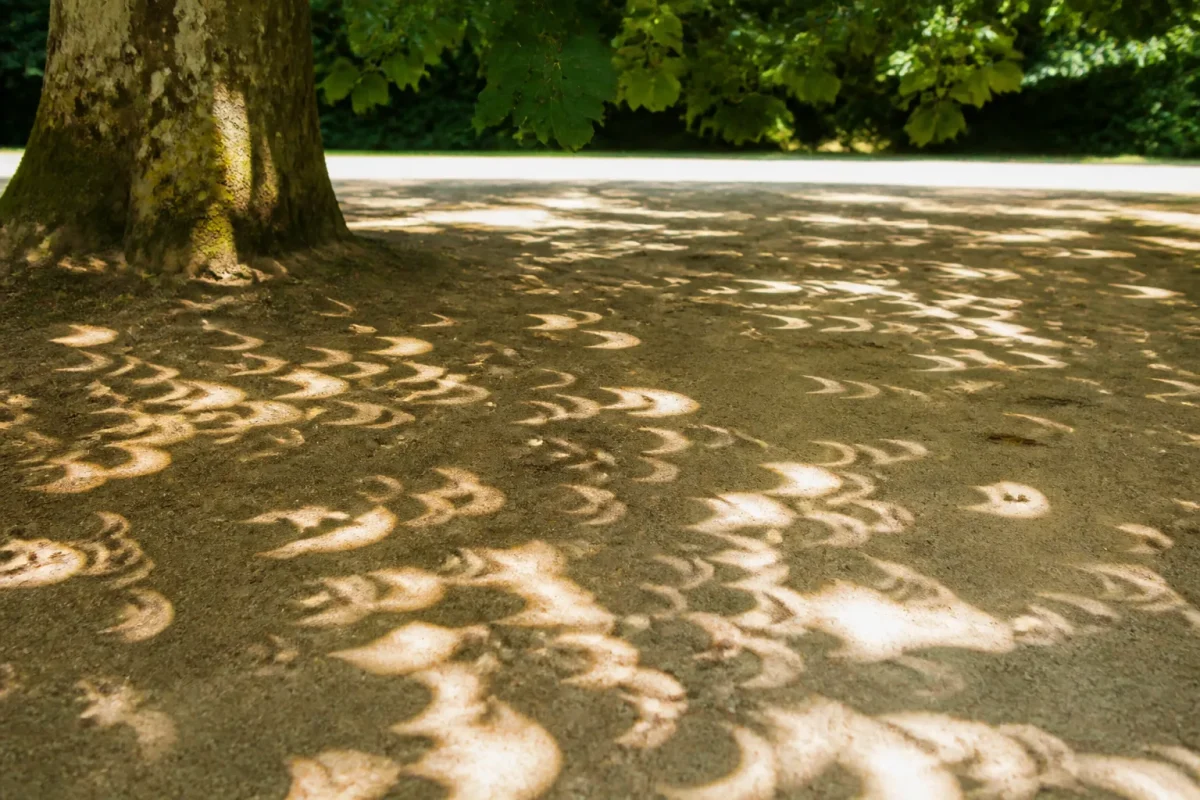 Croissants de lumiere sur sol clair sous arbre