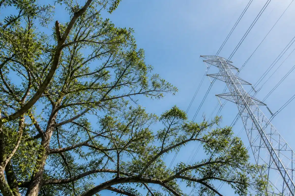 Branches d'arbres près de fils électriques haute tension