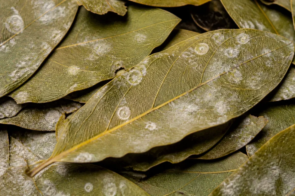feuilles de laurier entassees avec moisissure blanche