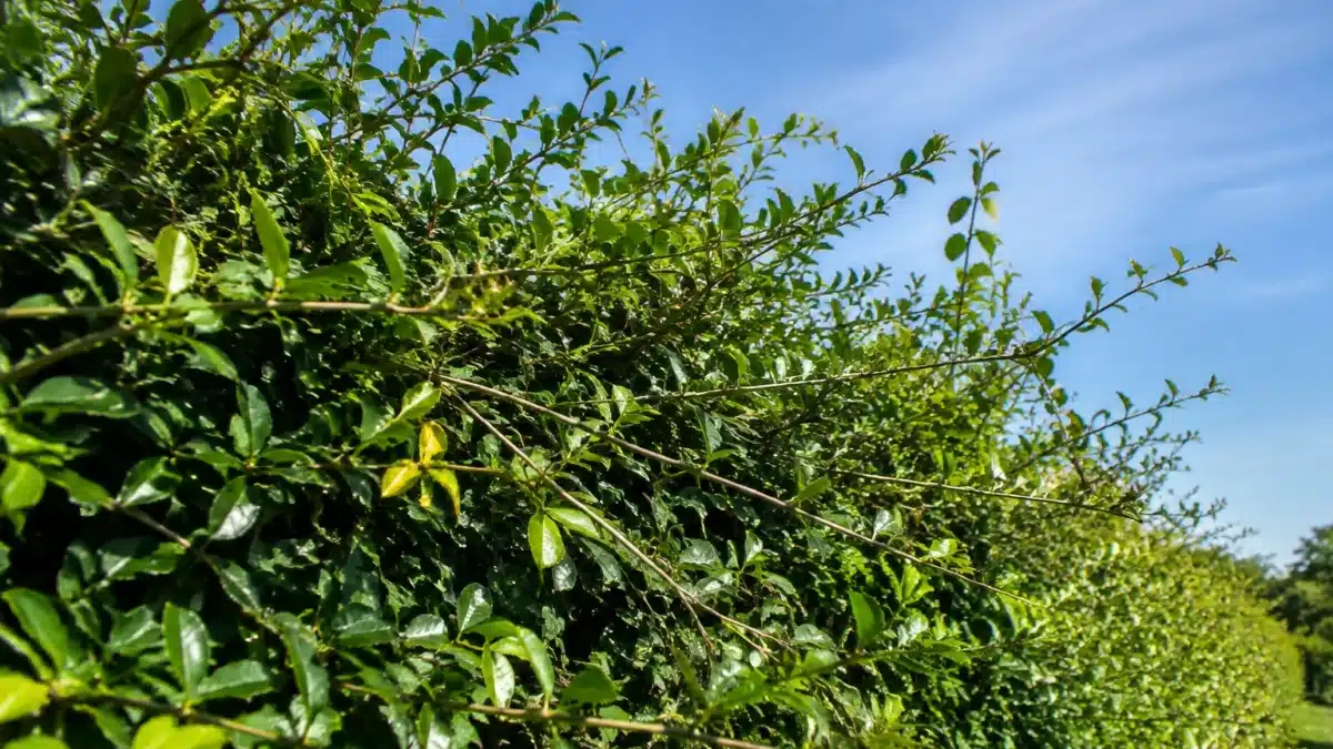 Branches de haie emmêlées et envahissantes dépassant largement du feuillage dense