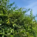 Branches de haie emmêlées et envahissantes dépassant largement du feuillage dense