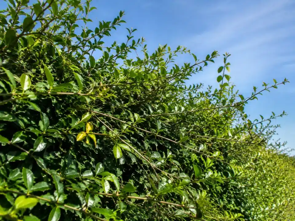 Branches de haie emmêlées et envahissantes dépassant largement du feuillage dense