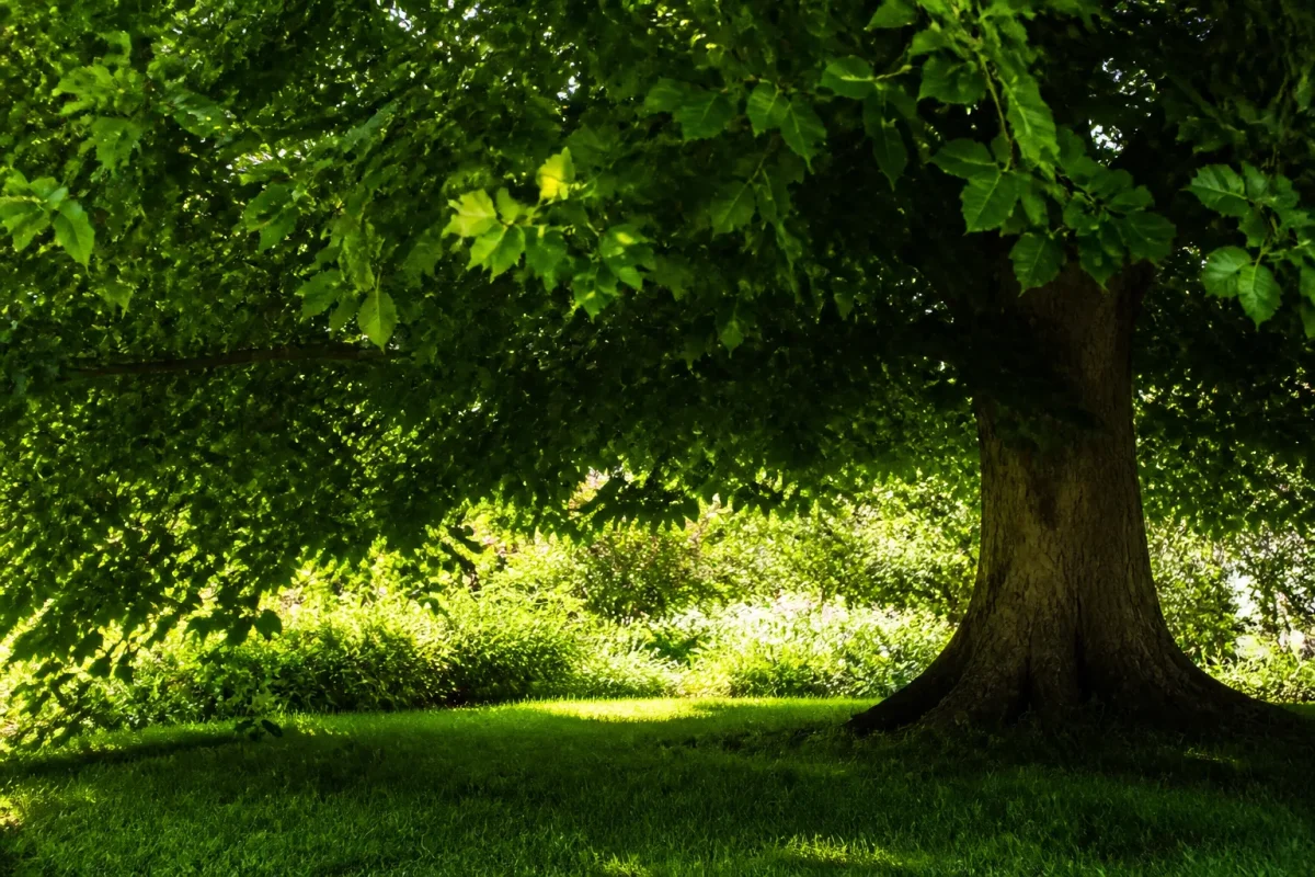 Ombre dense sous feuillage mature refuge chaleur