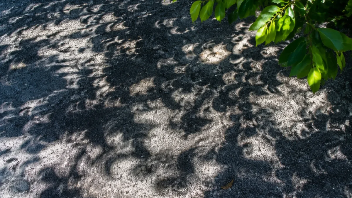 ombres eclipse projetees au sol sous les arbres