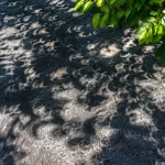 ombres eclipse projetees au sol sous les arbres
