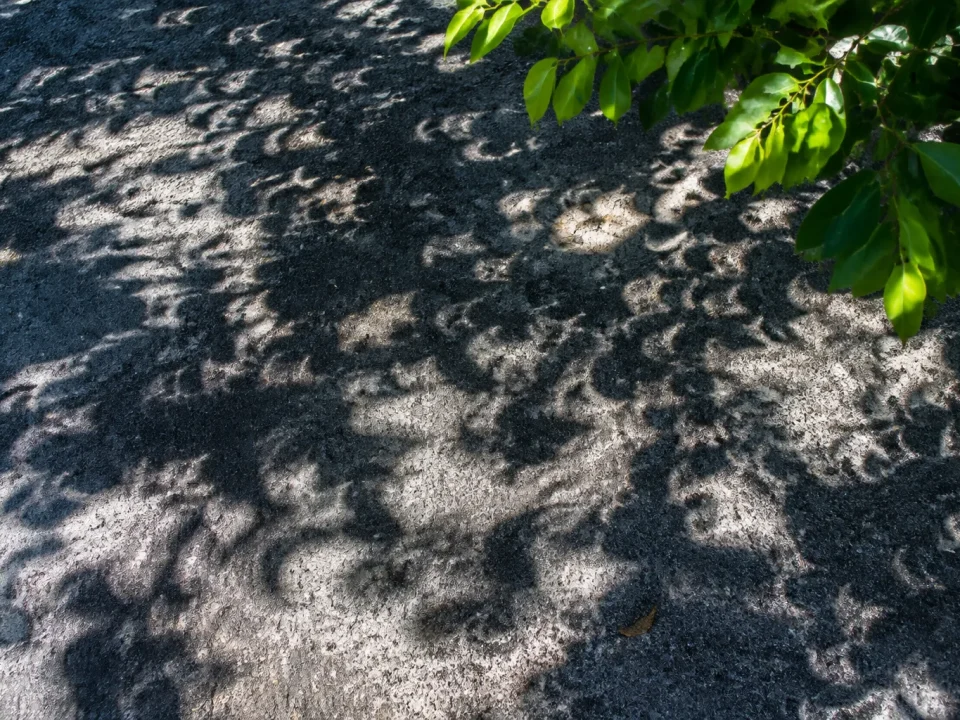 ombres eclipse projetees au sol sous les arbres