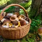 Panier rempli de champignons sous les arbres forestiers