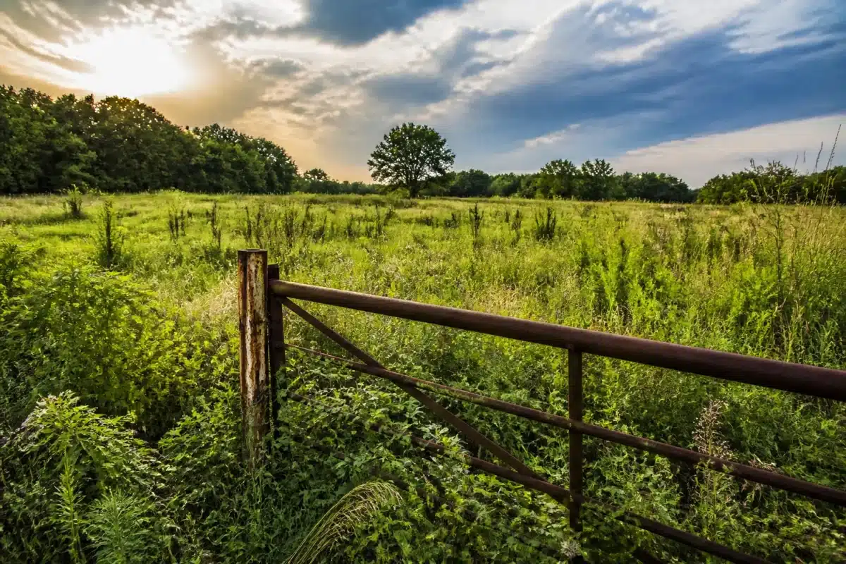 Champs abandonnés avec clôtures rouillées et herbes sauvages envahissantes