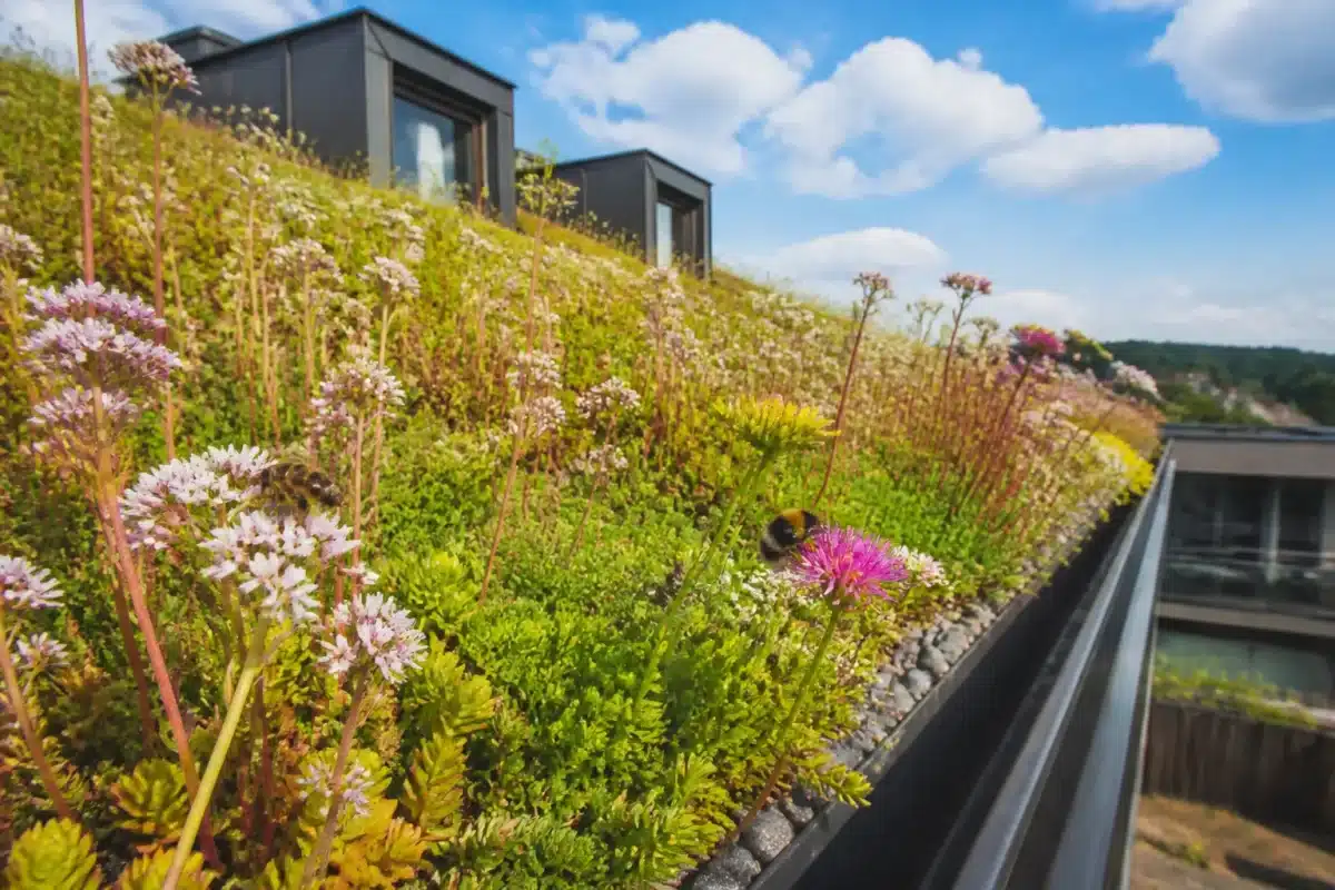 Toiture verte avec plantes et insectes pollinisateurs visibles
