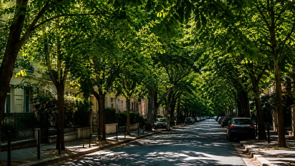 Vegetation feuillue couvrant voie urbaine creant zone sombre