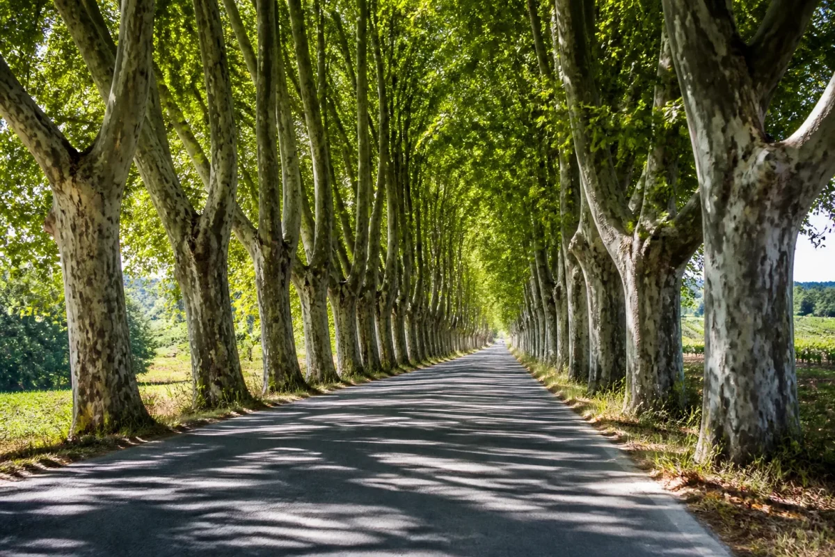 Vieux platanes creant une ombre continue sur la chaussee
